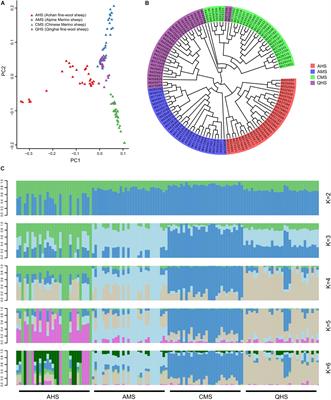 Selective Sweeps Uncovering the Genetic Basis of Horn and Adaptability Traits on Fine-Wool Sheep in China